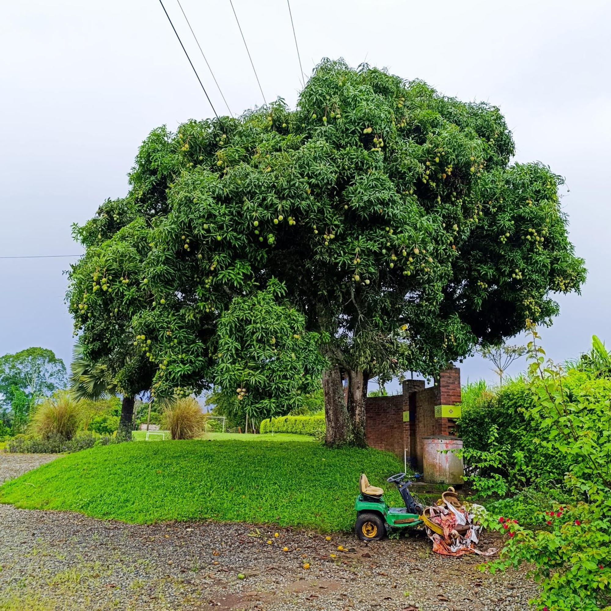 Hotel Campestre Los Mangos キンバヤ エクステリア 写真