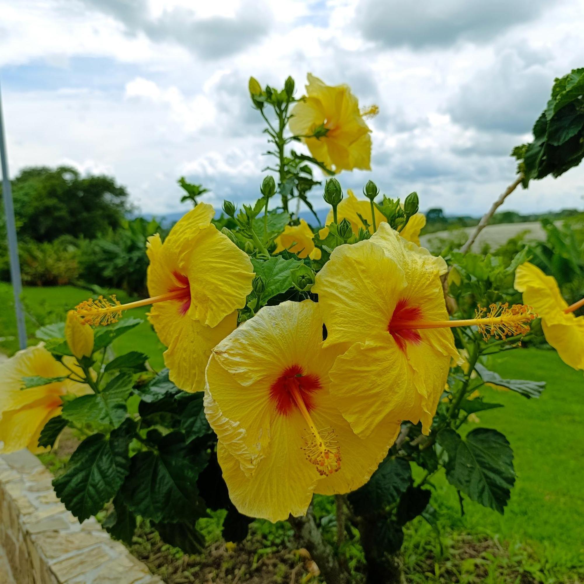 Hotel Campestre Los Mangos キンバヤ エクステリア 写真